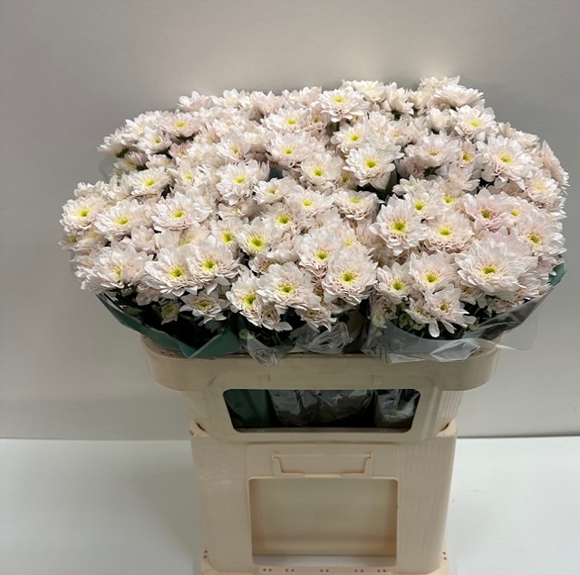 Chrys tr pastela pink.jpg